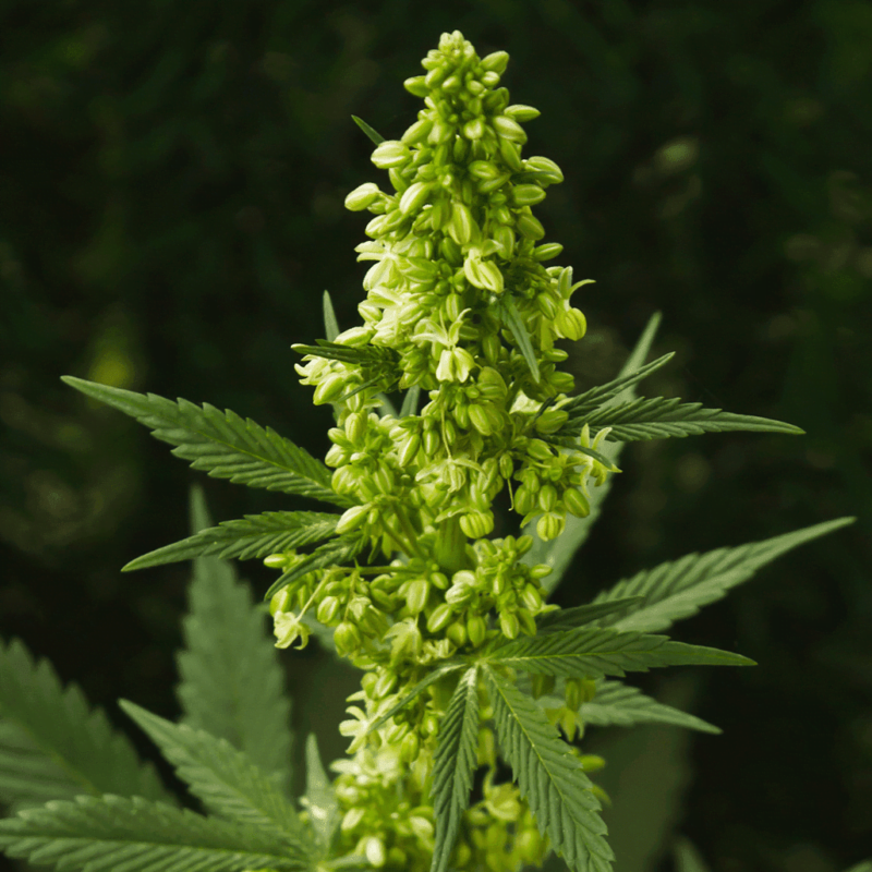 Male and female weed plants: What is the difference? | APE Premium Cannabis
