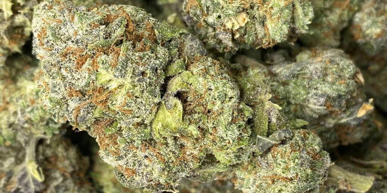 Hybrid Strains: The Best of Indica and Sativa
Buds of cannabis strain Big Budda Cheese