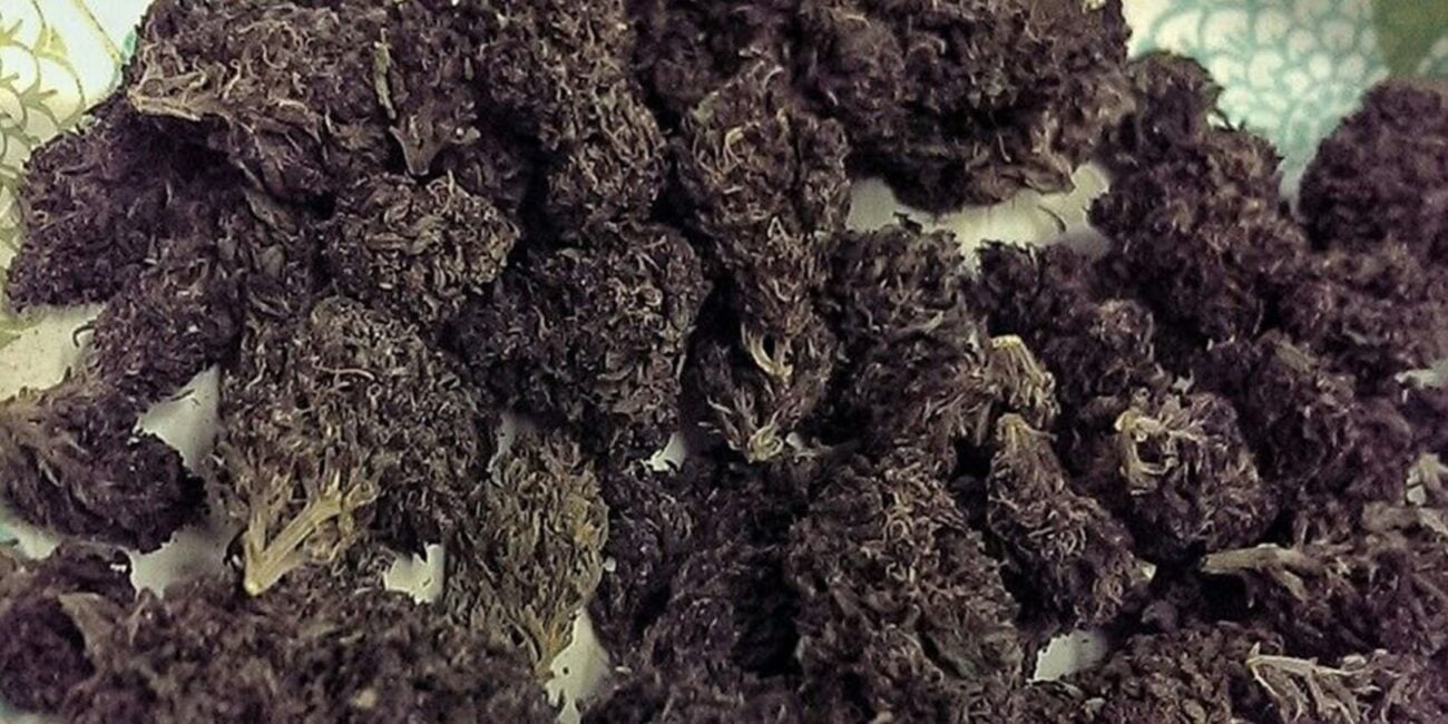 Buds of the cannabis strain Black Diesel
Dark strains of weed