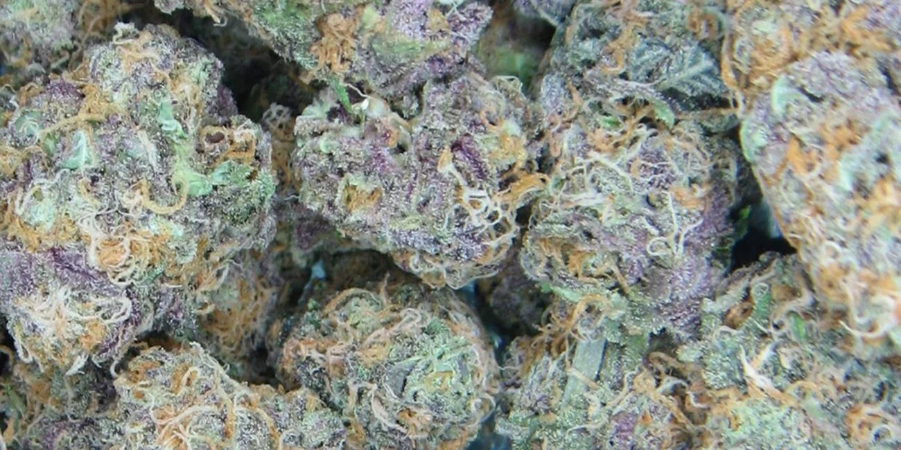 Hybrid Strains: The Best of Indica and Sativa
Buds of cannabis strain Blue Dream