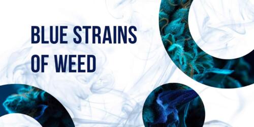 Picture on theme Blue strains of weed