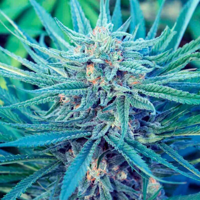 The photo shows one of the Blue strains of weed