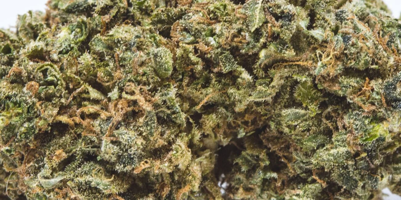 buds of the cannabis strain Harle-Tsu