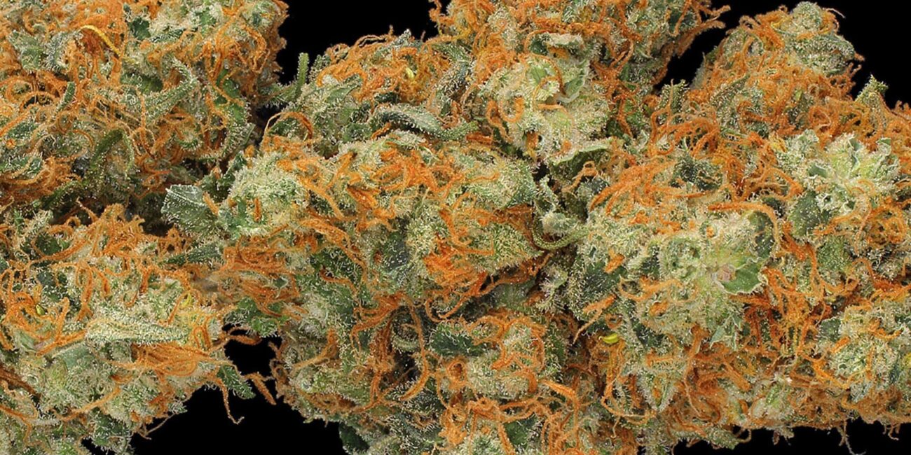Buds of cannabis strain Hindi Kush
The flavorful journey: exploring unique cannabis strains