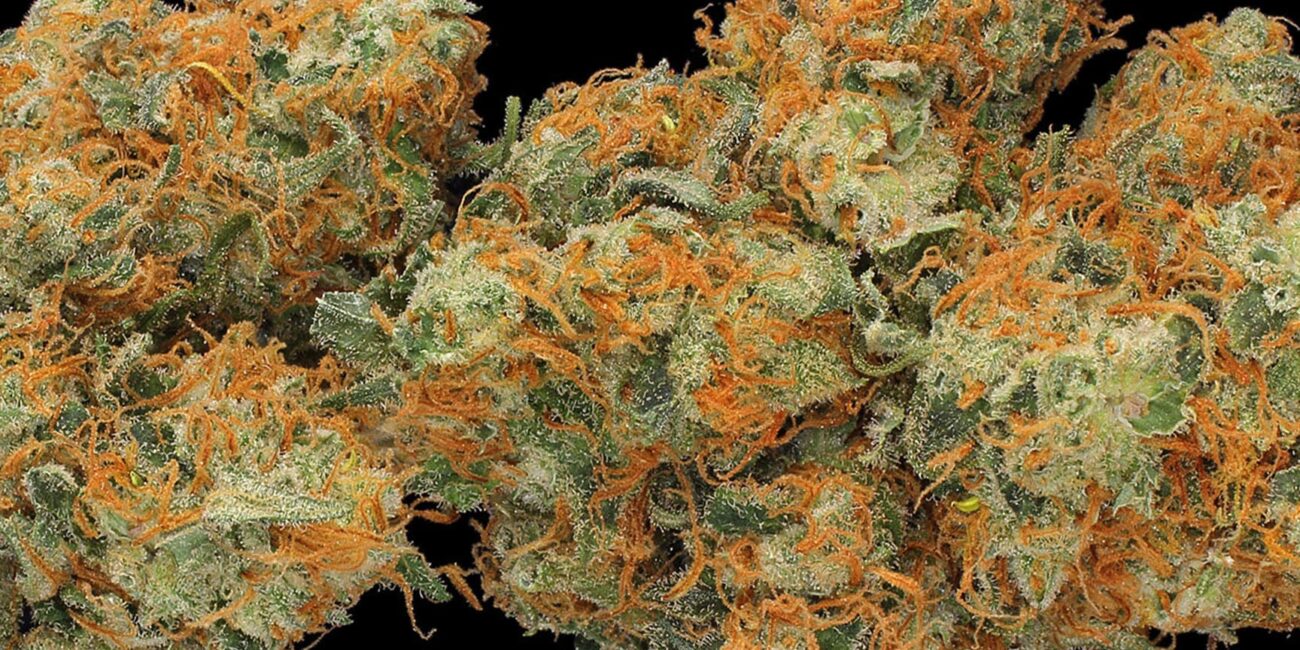 buds of the cannabis strain Hindu Kush