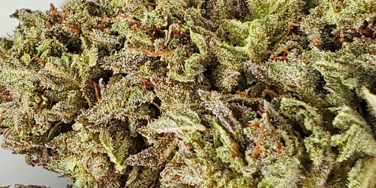 Buds of cannabis strain Jamacian Lion
The flavorful journey: exploring unique cannabis strains