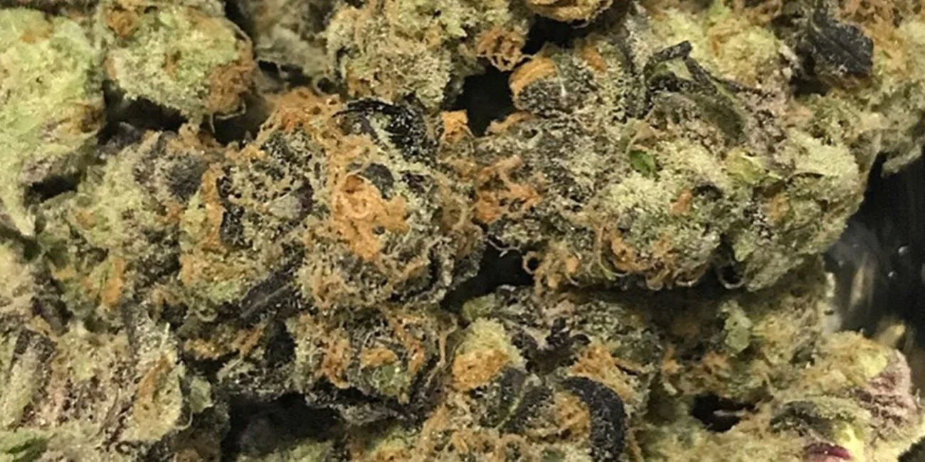 Does weed help with depression?
Buds of cannabis strain Lucid Blue