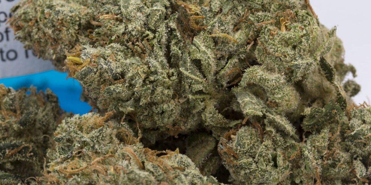 NYC Diesel strain buds
What's the rarest weed strain?