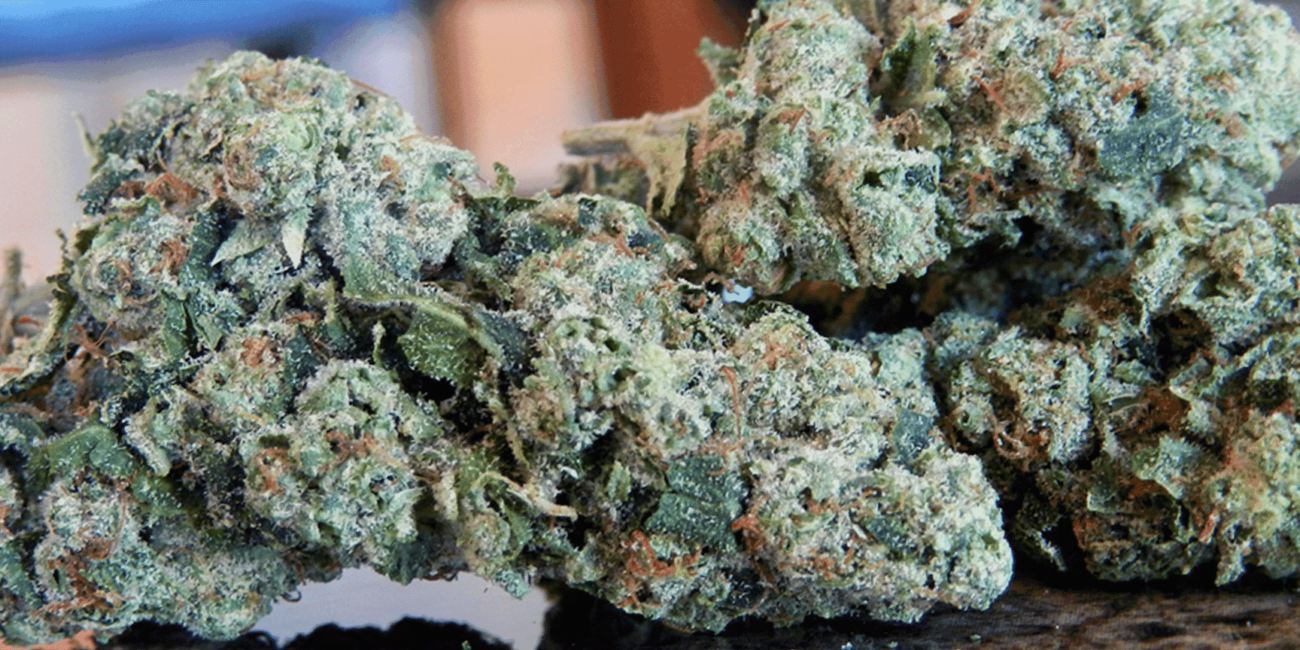 Buds of cannabis strain Northern Lights
Best strains of weed for anxiety