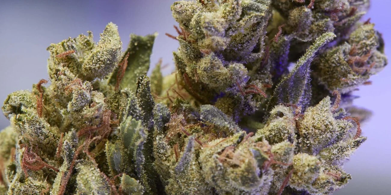 Buds of OG Kush strain
Best strains for pain in 2023