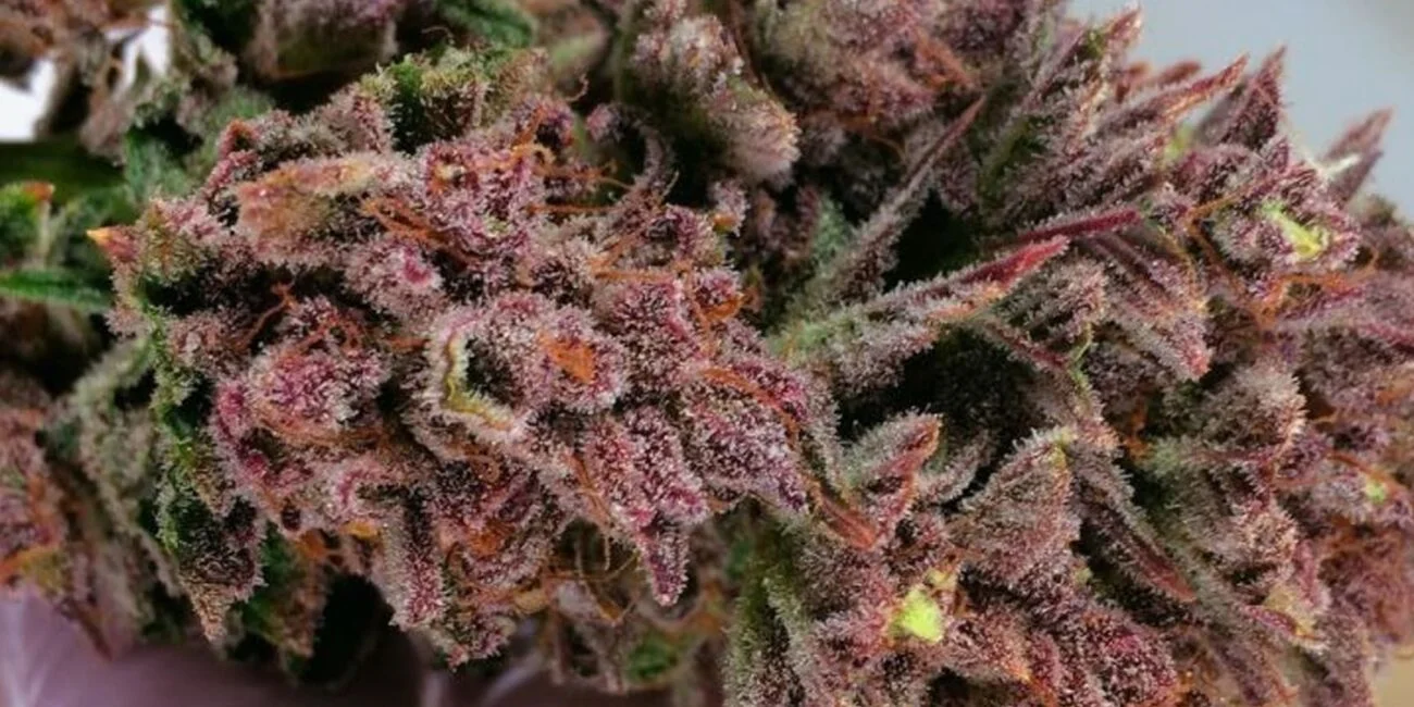 Red Weed Strains: A Sensory Delight
Plant of cannabis strain Red Hot Cookies