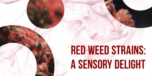 Red smoke, photos of red varieties and an inscription Red Weed Strains: A Sensory Delight