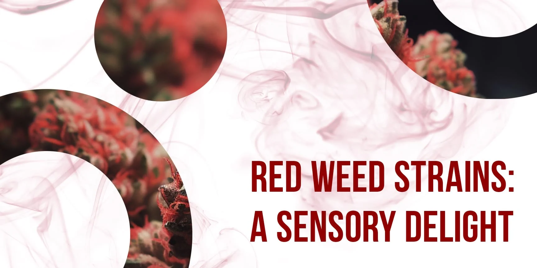 Red smoke, photos of red varieties and an inscription Red Weed Strains: A Sensory Delight