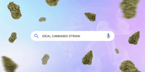 How to choose your ideal cannabis strain the inscription "the perfect cannabis variety", colored background and cannabis buds