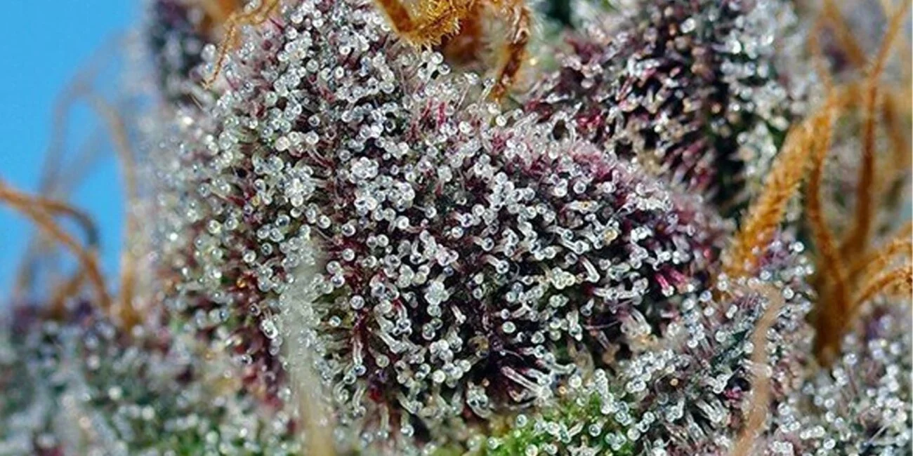 Red Weed Strains: A Sensory Delight
Plant of cannabis strain Strawberry Cola Sherbet