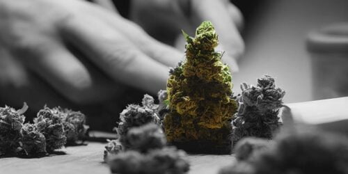 Black and white photo of cannabis with one bud highlighted in green. The flavorful journey: exploring unique cannabis strains