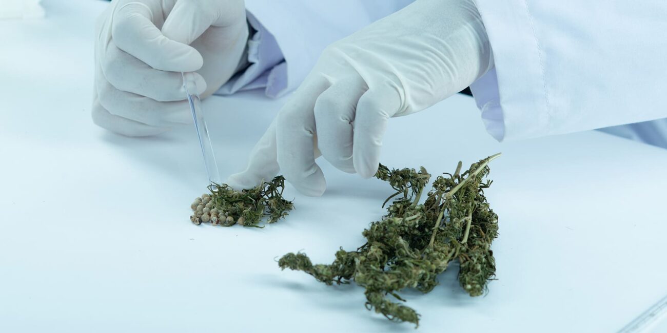 A man wearing medical gloves studies cannabis seeds
Can you be allergic to weed?