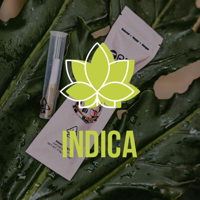 Indica label
What are the strains of weed?
A Joint with a paradise cream flavor and a pink package lies on green leaves