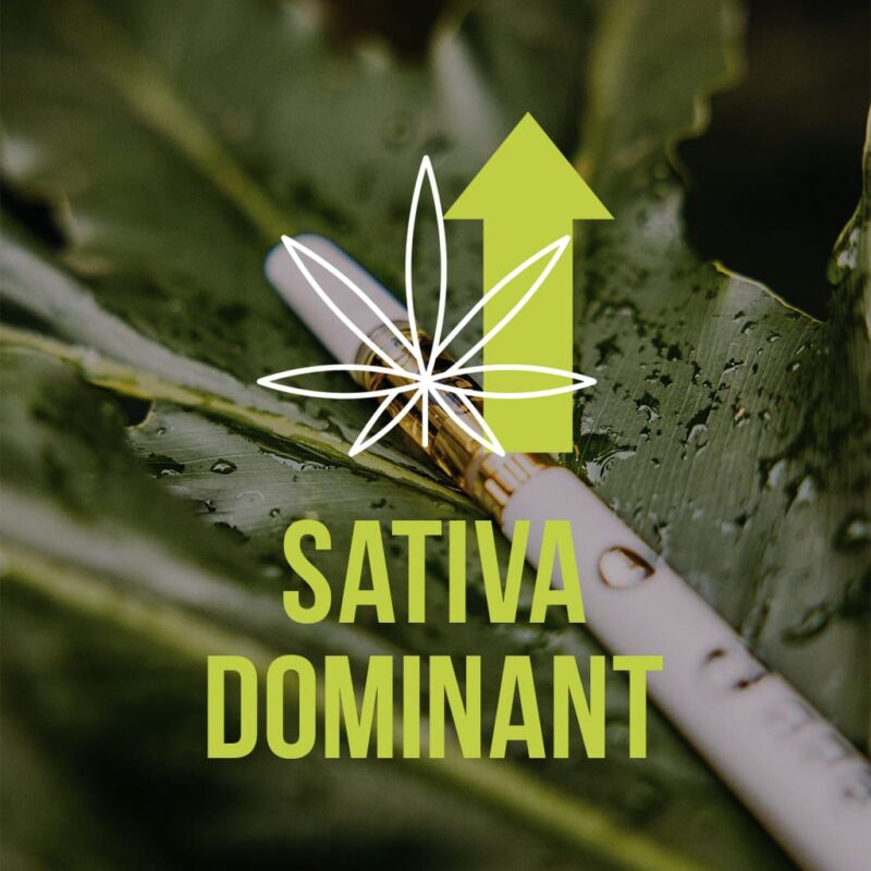 Sativa-dominant label
What are the strains of weed?
Sauce cartridge is lying on green leaves