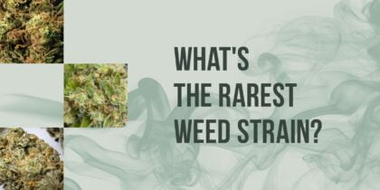 Cannabis buds and green lettering