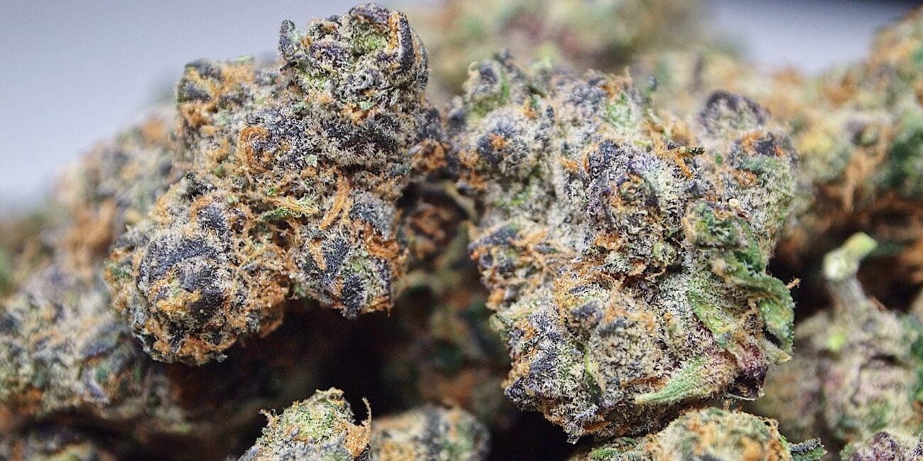 apple fritter strain