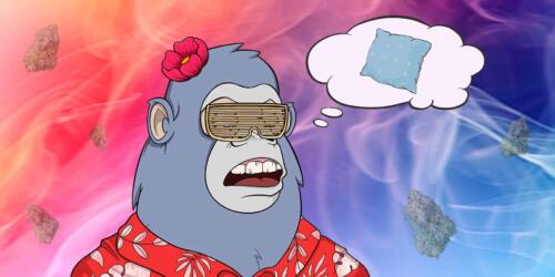 sleepy APE fantasizes about sleep and dreams of knowing Best indica strains for sleep