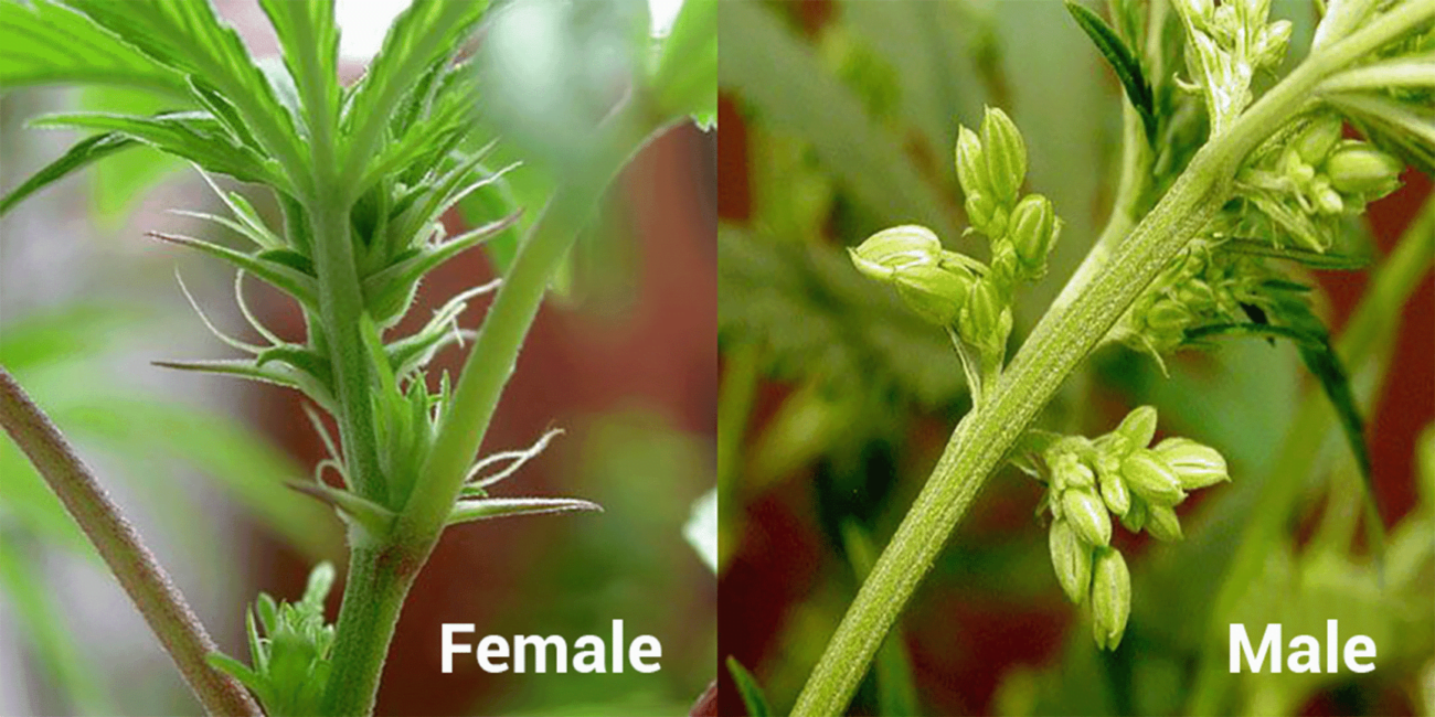 Male and female weed plants: What is the difference?
Male and female weed plants