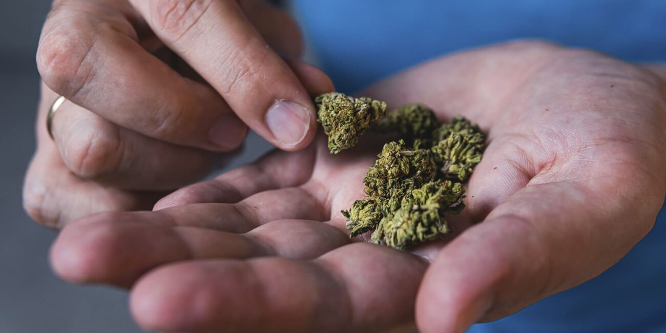 A person's holding cannabis buds