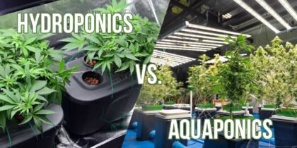 Hydroponics vs Aquaponics