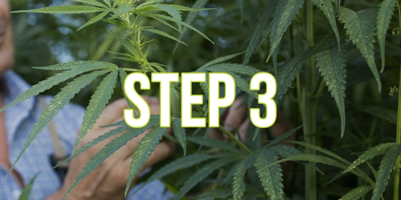 How to Grow Weed Plants?