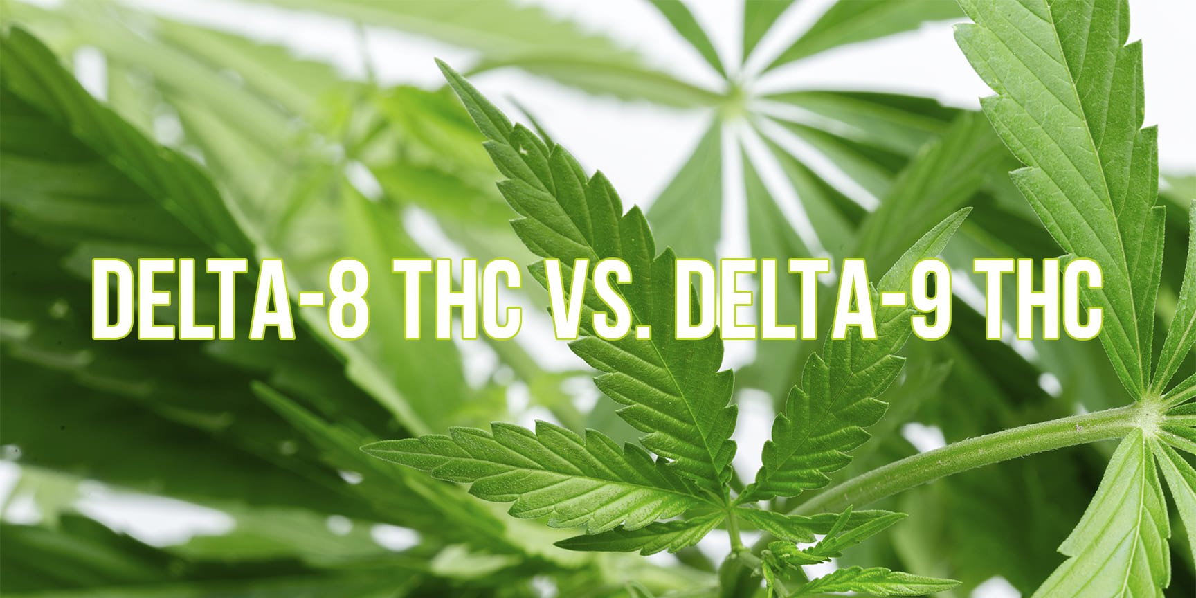 Is Delta 8 Stronger Than Thca Is Delta 8 thc stronger than Delta 9 thc? | APE Premium Cannabis