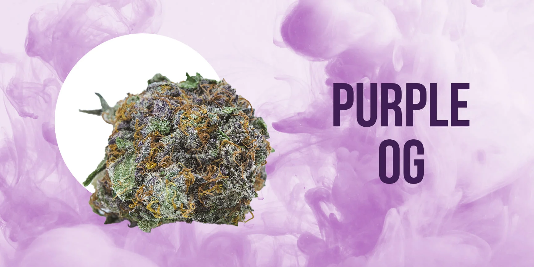 Bud of cannabis strain Purple OG