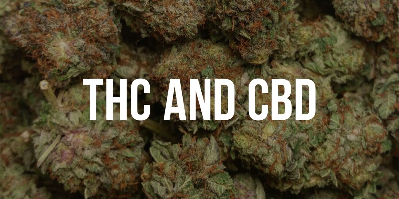 cannabis buds and lettering "THC and CBD"