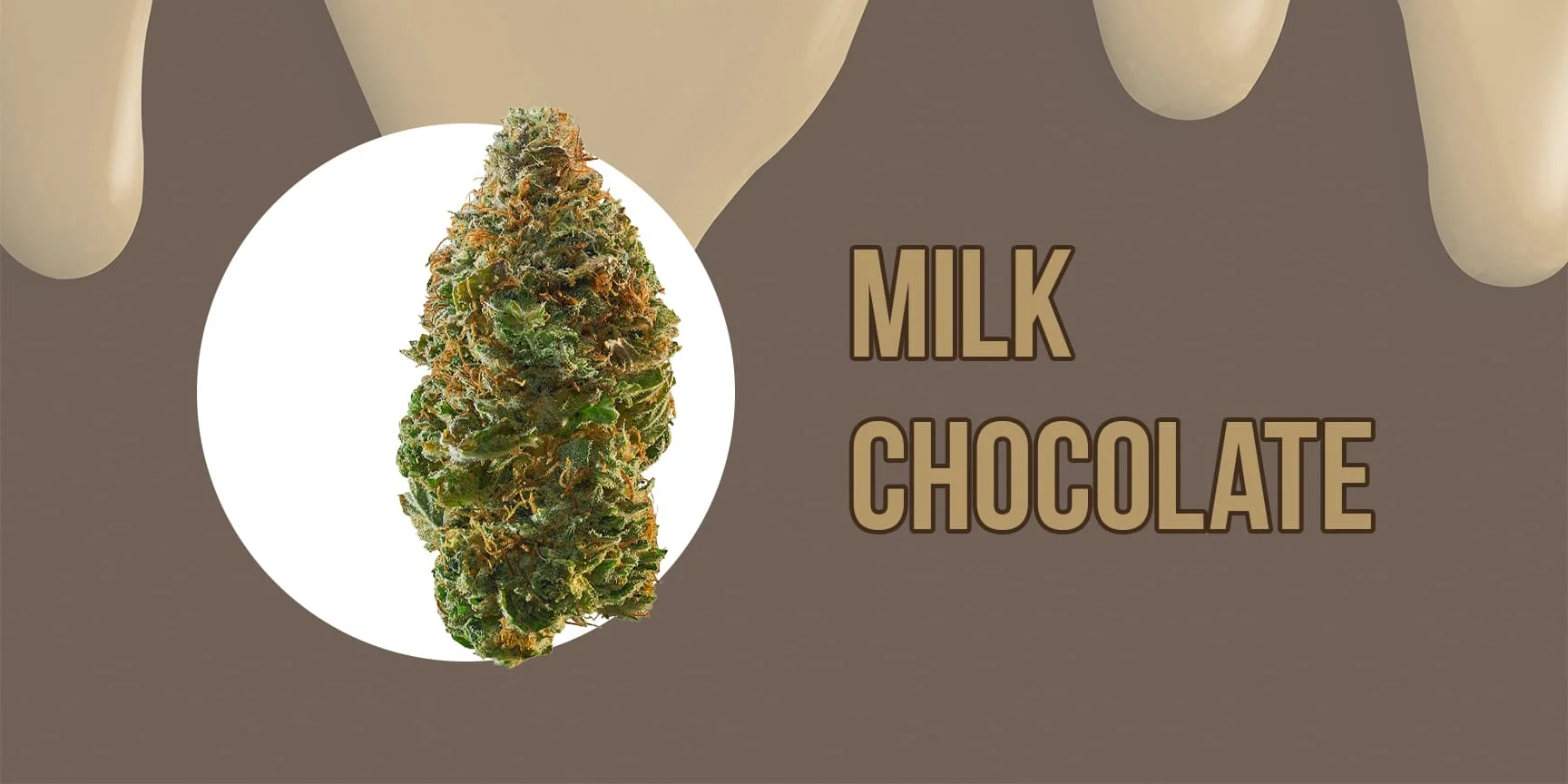 bud of cannabis strain milk chocolate