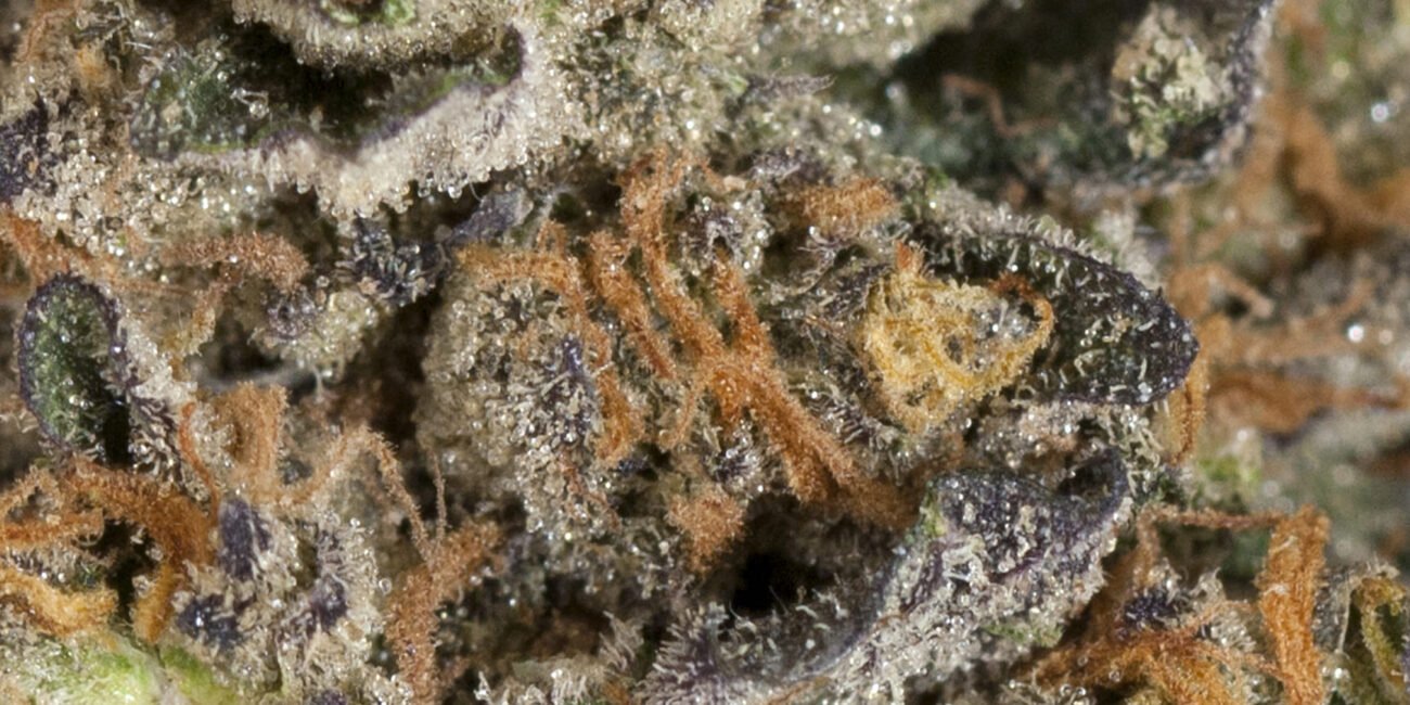 buds of the cannabis strain GSC
Rappers’ favourite weed strains