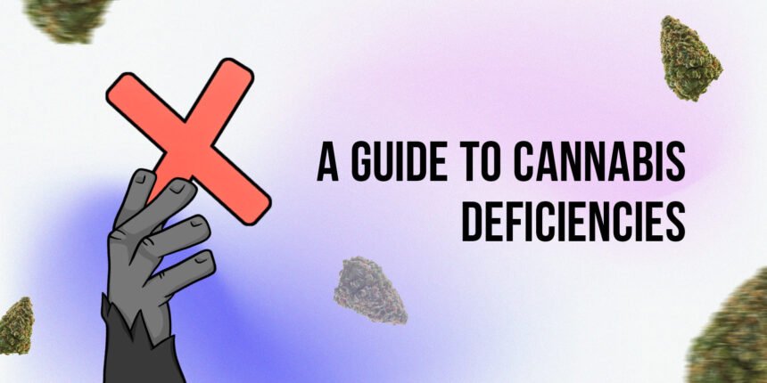 A guide to cannabis deficiencies | APE Premium Cannabis