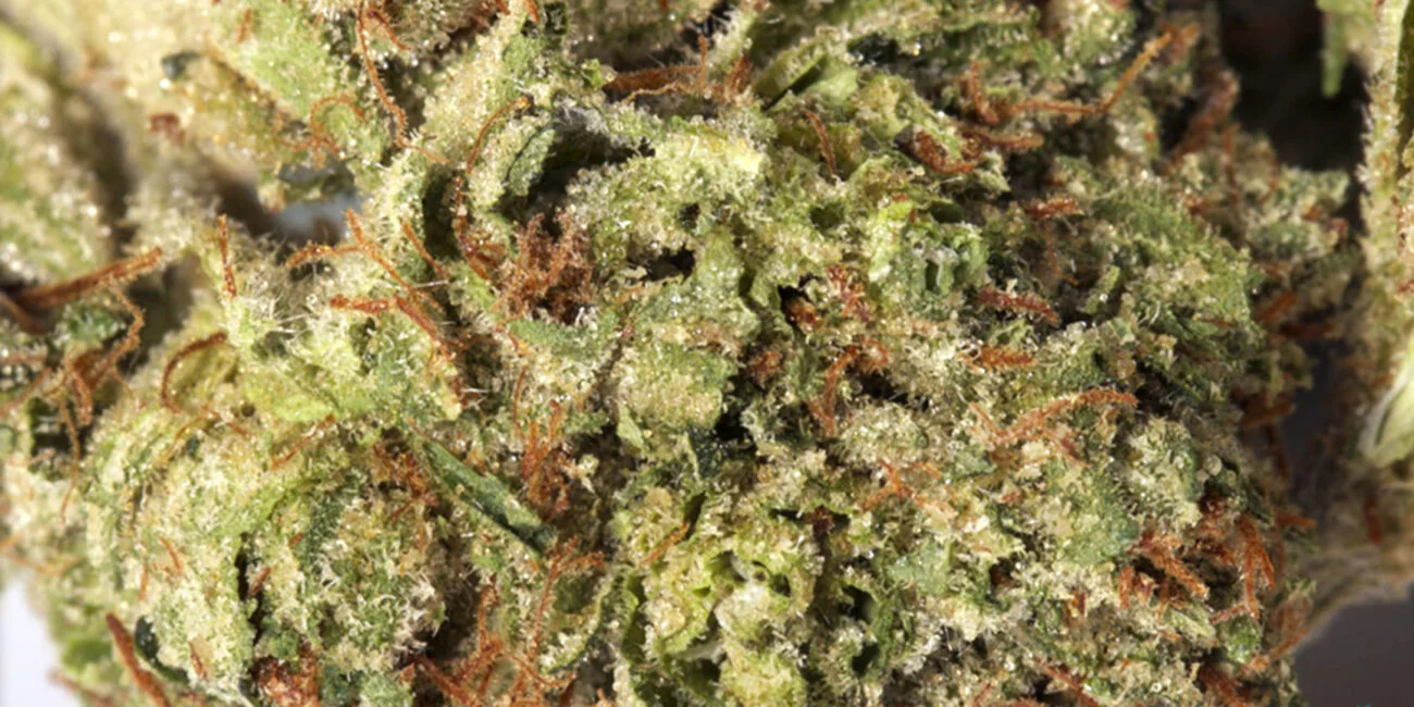 buds of the cannabis strain Godfather OG