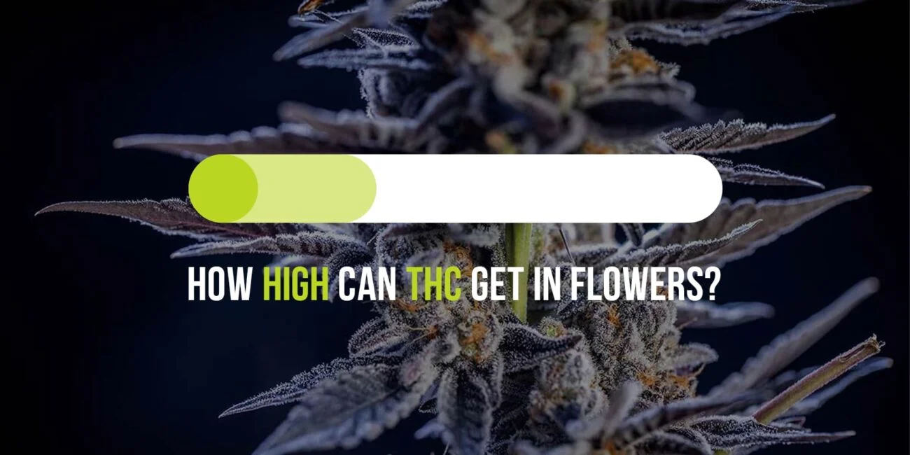 Cannabis plant on the background and lettering "How high can THC get in flowers?"