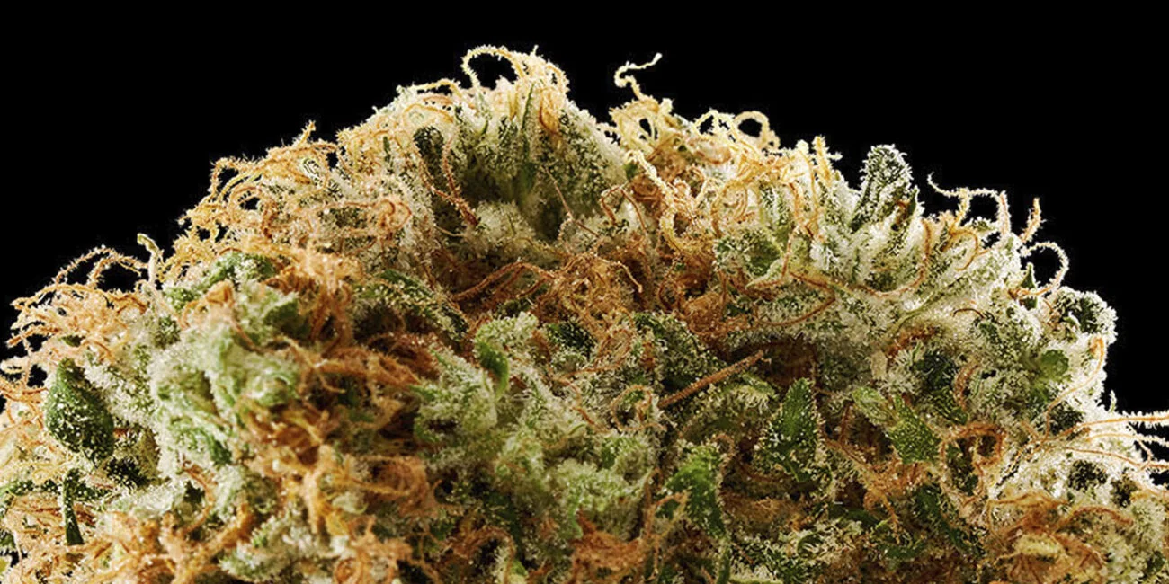 buds of the cannabis strain L'orange