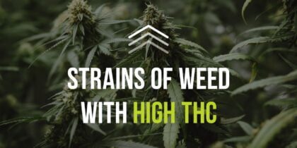 Cannabis plants on the background and lettering "Strains of weed with high THC"