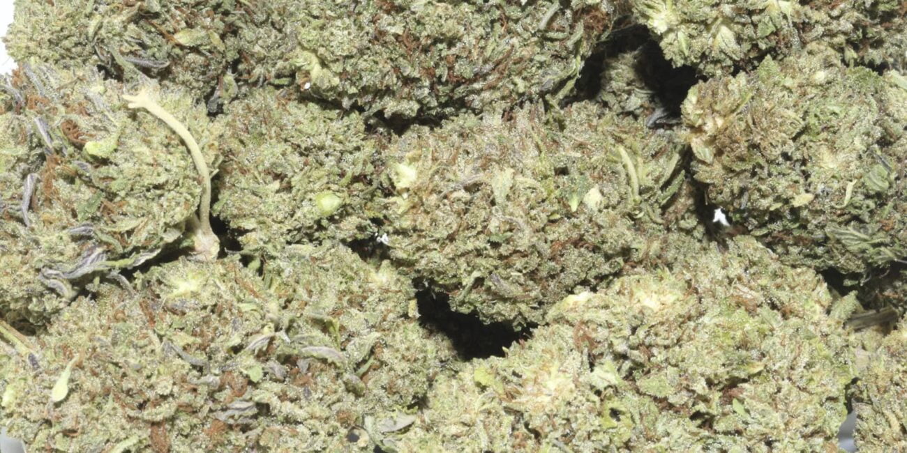 Strongest indica strains
Buds of the cannabis strain Bubble Kush