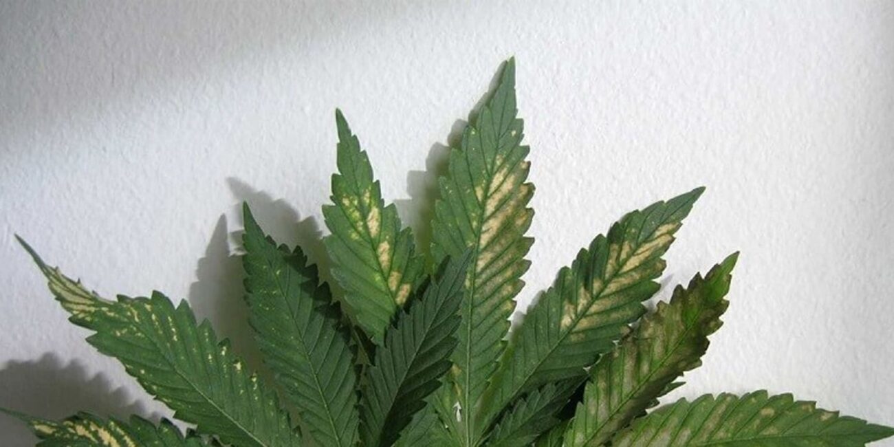 Cannabis plant leaves