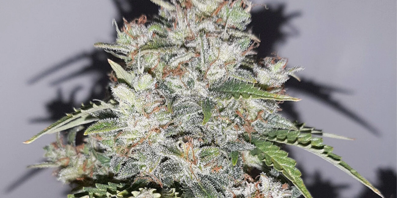 buds of the cannabis strain Critical White