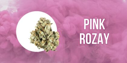 Pink Rozay strain bud