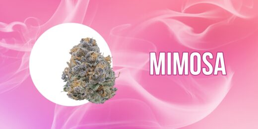 mimosa strain bud