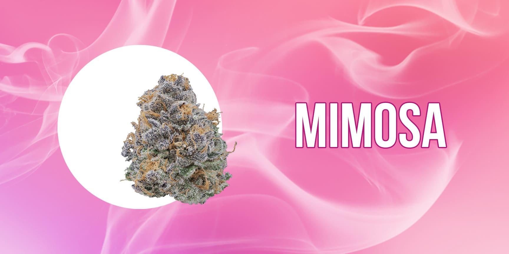 mimosa strain bud