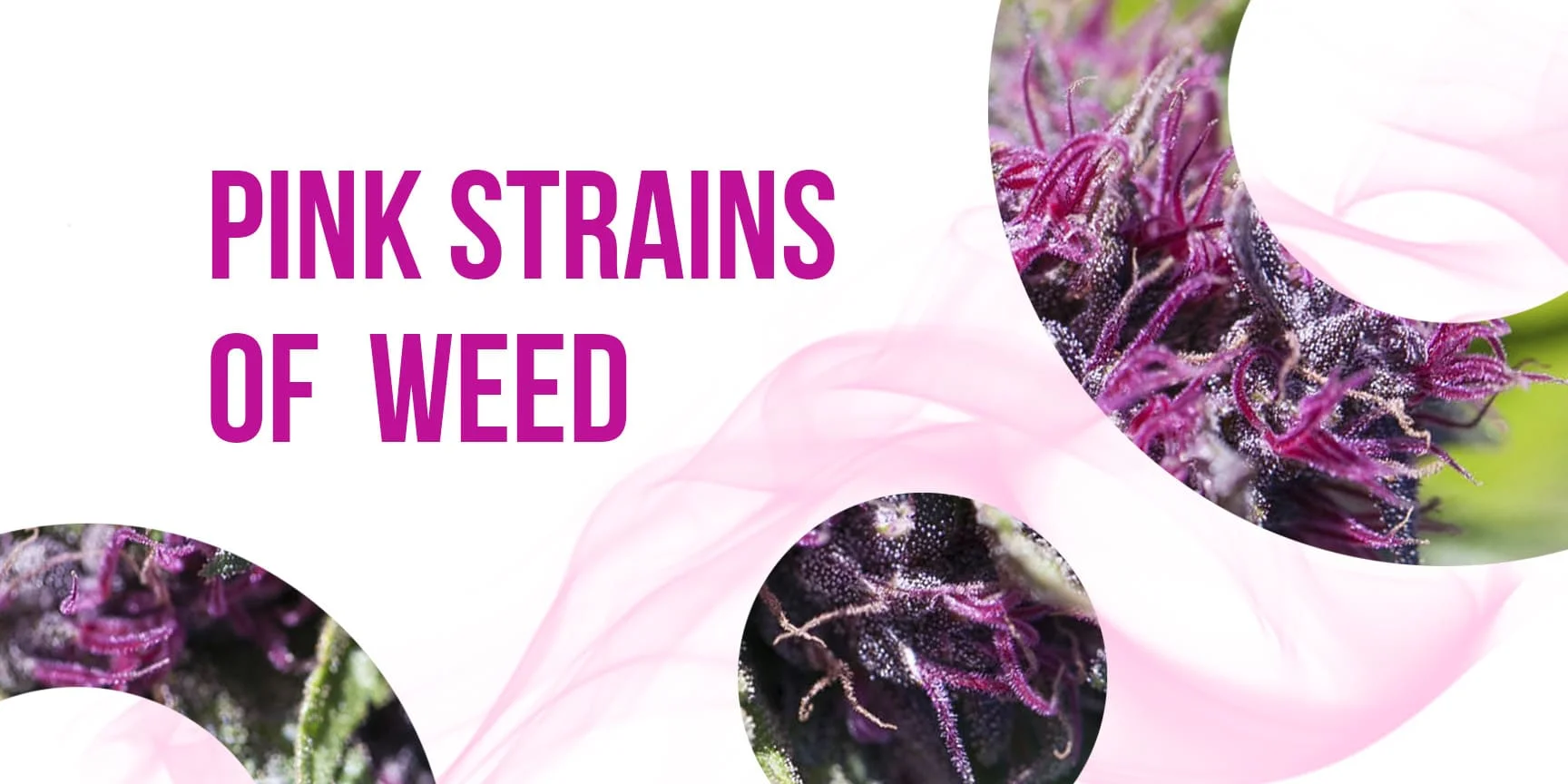 Cannabis buds and lettering "Pink strains of weed"