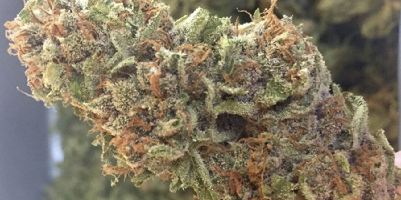 buds of the cannabis strain Predator Pink
Pink strains of weed