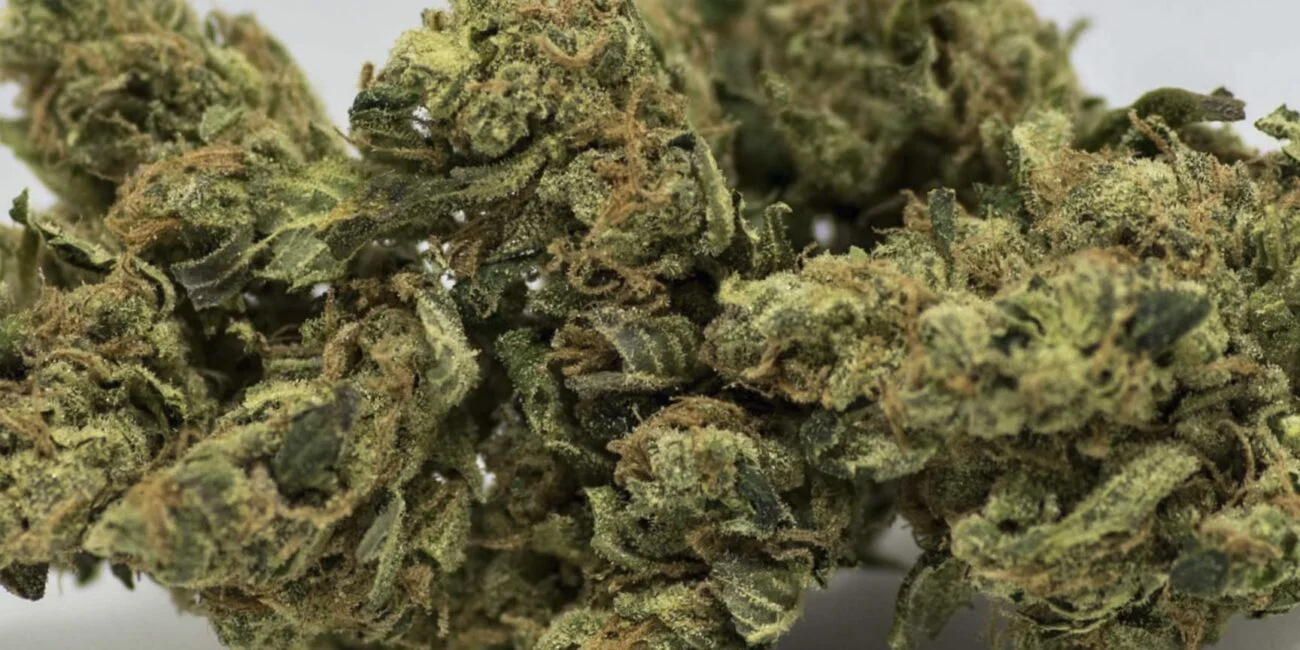 Buds of cannabis strain Sour Diesel