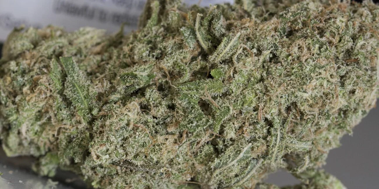 Buds of cannabis strain Sour Dream